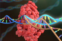 菌落PCR基因组模板快速制备方法