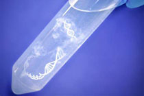 质粒小提（试剂盒法）