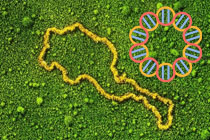 常见质粒和通用引物列表