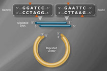 载体构建：双酶切+T4 DNA连接酶