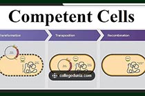 感受态细胞制备：氯化钙法（简易方法，效率低）