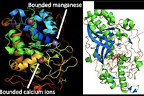 锰过氧化物酶酶活测定（2,6-DMP法）