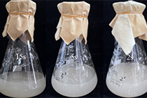 菌丝接种液体培养基操作流程（匀浆接种法）