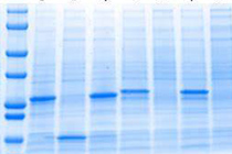 SDS-PAGE实验流程