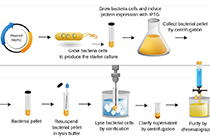 IPTG诱导大肠杆菌重组蛋白表达