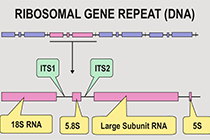 食用菌分类与鉴定：ITS测序与系统进化分析（含其他分类基因序列）
