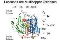 漆酶酶活测定（ABTS法）