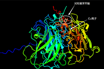 AlphaFold3：预测蛋白与小分子分子对接和相互作用