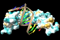 AlphaFold3：预测蛋白-蛋白相互作用&预测蛋白-DNA相互作用